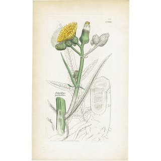 イギリス アンティーク ボタニカルアート/植物画 銅版画 SONCHUS palustris(キク科ノゲシ属). plate.1066,1839年 0573