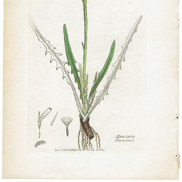 ꥹ ƥ ܥ˥륢/ʪ Ƽǲ APARGIA Taraxaci. plate.1077,1839ǯ 0574