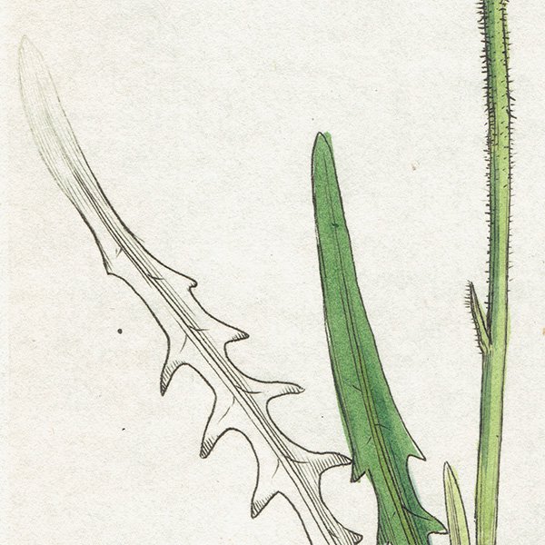 ꥹ ƥ ܥ˥륢/ʪ Ƽǲ APARGIA Taraxaci. plate.1077,1839ǯ 0574