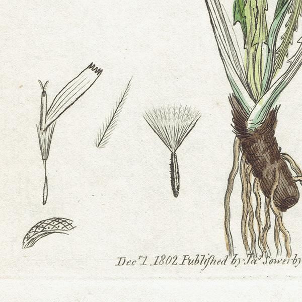 イギリス アンティーク ボタニカルアート/植物画 銅版画 APARGIA イギリス アンティーク ボタニカルアート/植物画 銅版画 APARGIA