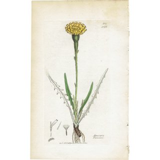 ꥹ ƥ ܥ˥륢/ʪ Ƽǲ APARGIA Taraxaci. plate.1077,1839ǯ 0574