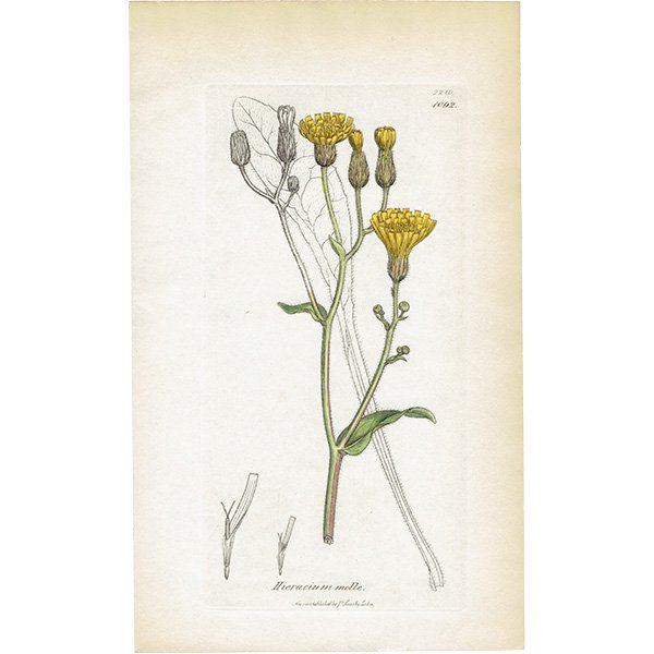 イギリス アンティーク ボタニカルアート/植物画 銅版画
