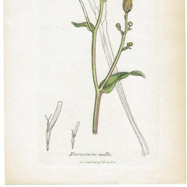 ꥹ ƥ ܥ˥륢/ʪ Ƽǲ HIERACIUM molle. plate.1092,1839ǯ 0575