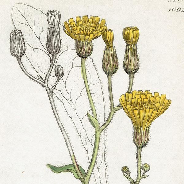 ꥹ ƥ ܥ˥륢/ʪ Ƽǲ HIERACIUM molle. plate.1092,1839ǯ 0575