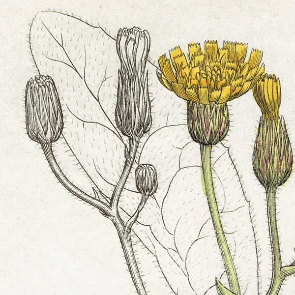 ꥹ ƥ ܥ˥륢/ʪ Ƽǲ HIERACIUM molle. plate.1092,1839ǯ 0575