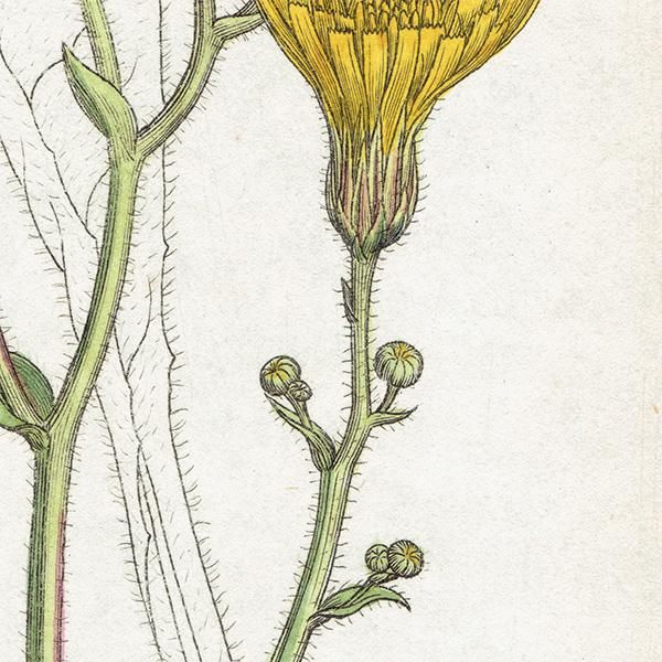 ꥹ ƥ ܥ˥륢/ʪ Ƽǲ HIERACIUM molle. plate.1092,1839ǯ 0575