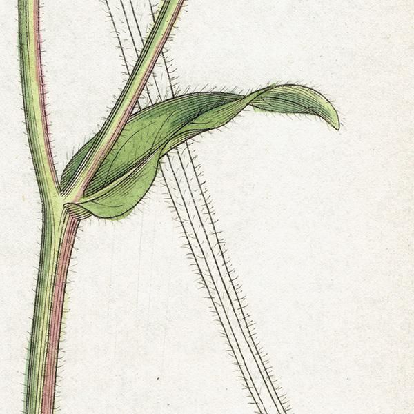 ꥹ ƥ ܥ˥륢/ʪ Ƽǲ HIERACIUM molle. plate.1092,1839ǯ 0575