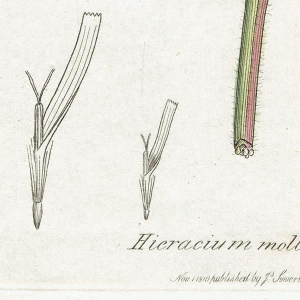 ꥹ ƥ ܥ˥륢/ʪ Ƽǲ HIERACIUM molle. plate.1092,1839ǯ 0575