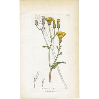 ꥹ ƥ ܥ˥륢/ʪ Ƽǲ HIERACIUM molle. plate.1092,1839ǯ 0575