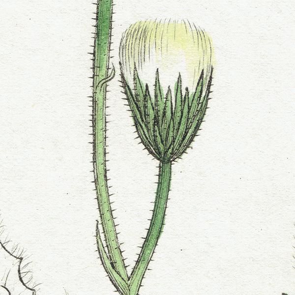 ボタニカルアート銅版画 イギリス アンティーク ボタニカルアート/植物画 銅版画 SONCHUS