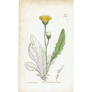 イギリス アンティーク ボタニカルアート/植物画 銅版画 HIERACIUM pulmonarium（タンポポ）. plate.1087,1839年 0576