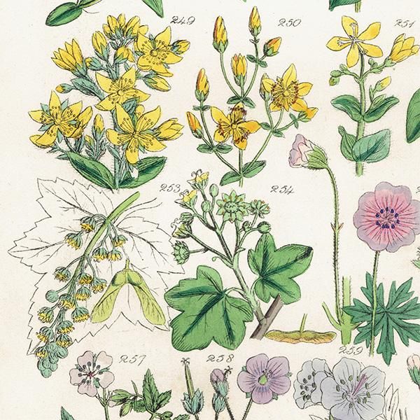 ꥹ ƥ ܥ˥륢/ʪ ǲ  (John Edward Sowerby) 1876ǯ 0606