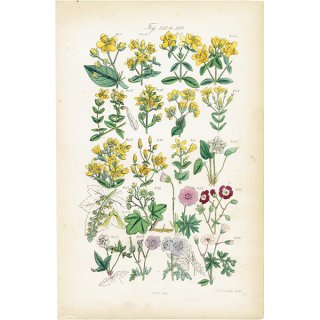 イギリス アンティーク ボタニカルアート/植物画 石版画  (John Edward Sowerby) 1876年 0606