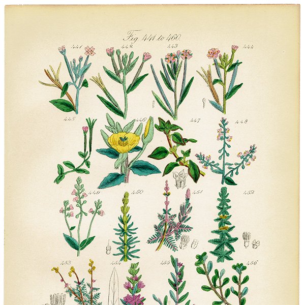 イギリス アンティーク ボタニカルアート/植物画 石版画 (John Edward Sowerby) 1876年 0607