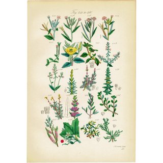 イギリス アンティーク ボタニカルアート/植物画 石版画  (John Edward Sowerby) 1876年 0607