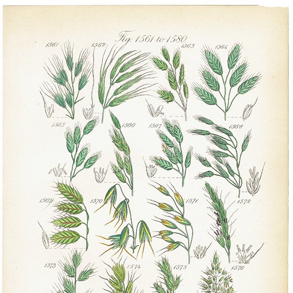 イギリス アンティーク ボタニカルアート/植物画 石版画 (John Edward Sowerby) 1876年 0608