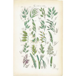イギリス アンティーク ボタニカルアート/植物画 石版画  (John Edward Sowerby) 1876年 0608
