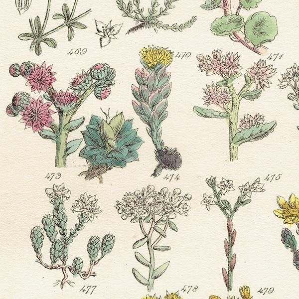 ★イギリス　ボタニカルアート　⑦ イギリス アンティーク ボタニカルアート Curtis Botanical