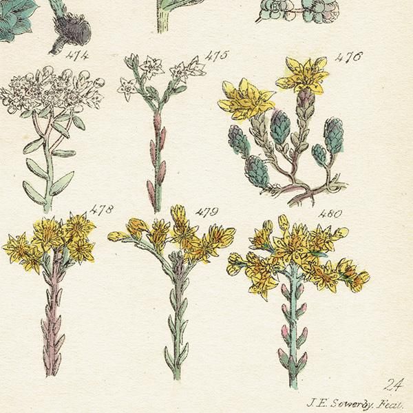 1869年！ 超希少 手彩色160枚 サワビーの英国植物図鑑IX