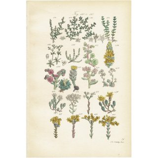 イギリス アンティーク ボタニカルアート/植物画 石版画  (John Edward Sowerby) 1876年 0609