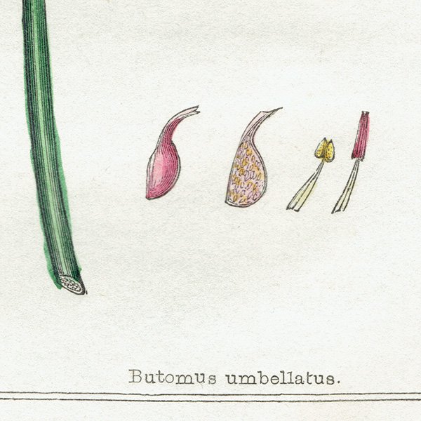 ꥹ ƥ ܥ˥륢/ʪ ǲ Buttomus umbellatus/ϥʥʥϥʥ° (Richard Deakin) 1857ǯ 0615