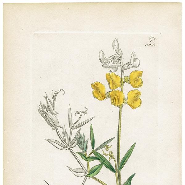 ꥹ ƥ ܥ˥륢/ʪ Ƽǲ LATHYRUS pratensisʥХʥΥ꥽. plate.1003,1839ǯ 0577