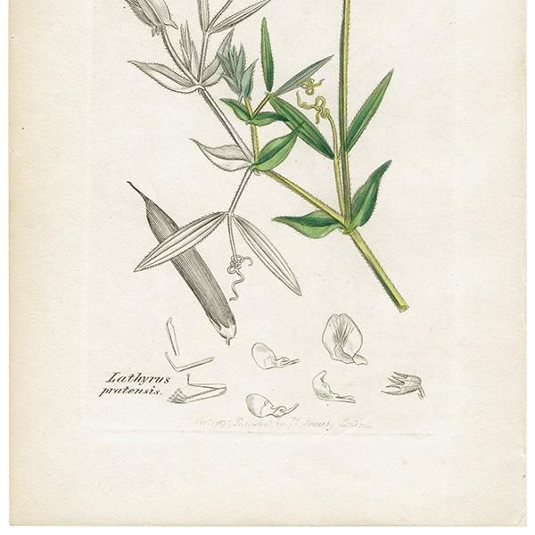 ꥹ ƥ ܥ˥륢/ʪ Ƽǲ LATHYRUS pratensisʥХʥΥ꥽. plate.1003,1839ǯ 0577