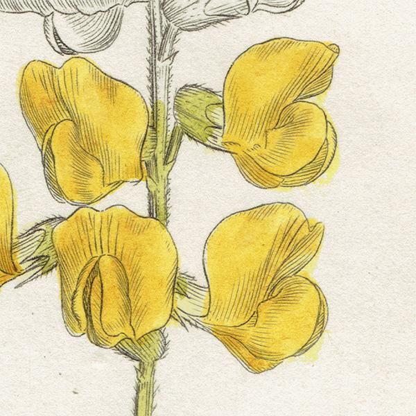 ꥹ ƥ ܥ˥륢/ʪ Ƽǲ LATHYRUS pratensisʥХʥΥ꥽. plate.1003,1839ǯ 0577