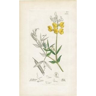 ꥹ ƥ ܥ˥륢/ʪ Ƽǲ LATHYRUS pratensisʥХʥΥ꥽. plate.1003,1839ǯ 0577