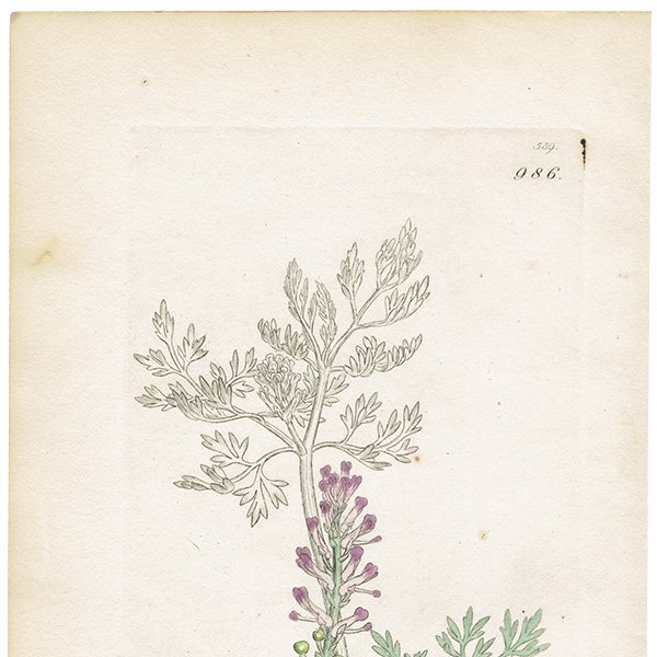 ꥹ ƥ ܥ˥륢/ʪ Ƽǲ FUMARIA officinalisʥ饯ޥ. plate.986,1839ǯ 0578