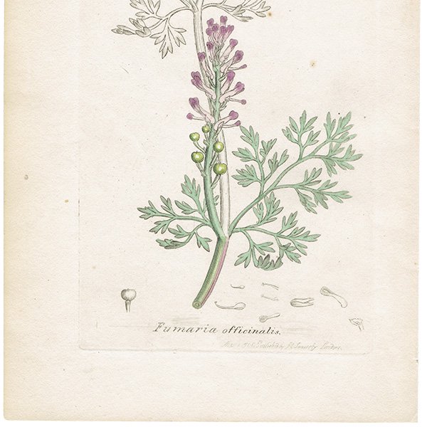 イギリス アンティーク ボタニカルアート/植物画 銅版画 FUMARIA officinalis（カラクサケマン）. plate.986,1839年 0578