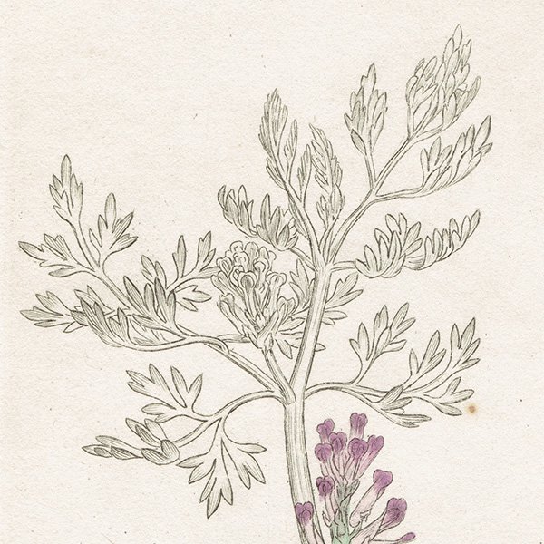 ꥹ ƥ ܥ˥륢/ʪ Ƽǲ FUMARIA officinalisʥ饯ޥ. plate.986,1839ǯ 0578