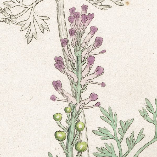 ꥹ ƥ ܥ˥륢/ʪ Ƽǲ FUMARIA officinalisʥ饯ޥ. plate.986,1839ǯ 0578