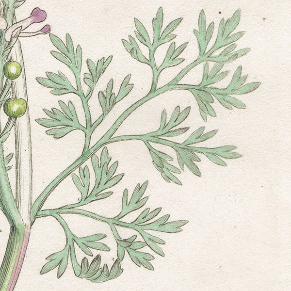 ꥹ ƥ ܥ˥륢/ʪ Ƽǲ FUMARIA officinalisʥ饯ޥ. plate.986,1839ǯ 0578