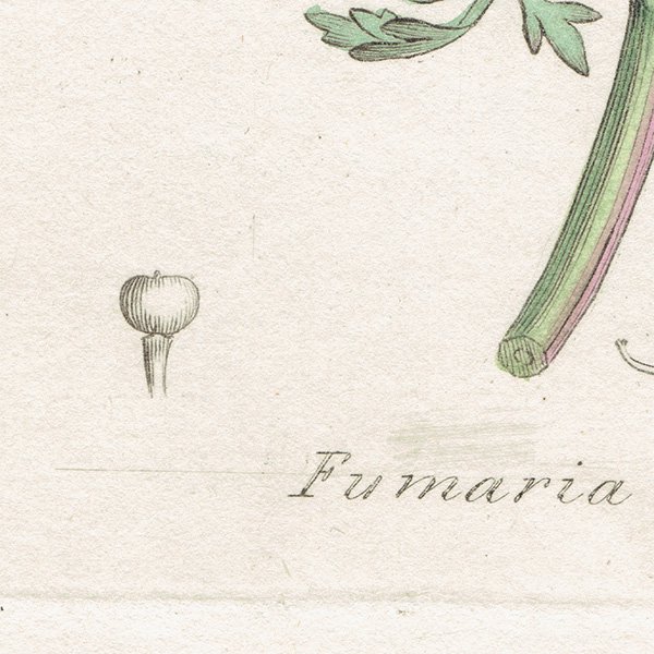イギリス アンティーク ボタニカルアート/植物画 銅版画 FUMARIA officinalis（カラクサケマン）. plate.986,1839年 0578