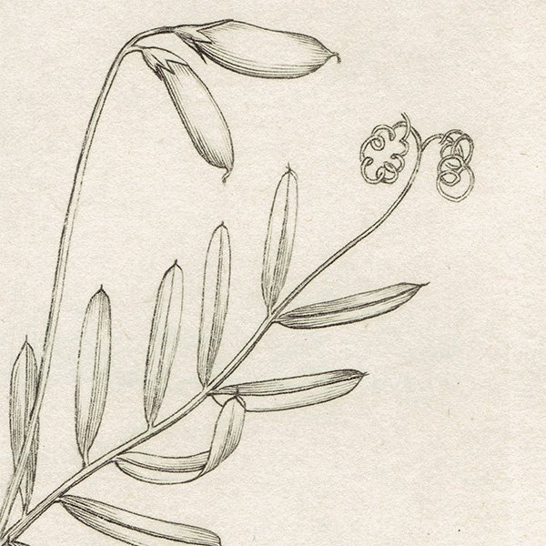 イギリス アンティーク ボタニカルアート/植物画 銅版画 ERVUM tetraspermum（カスマグサ）. plate.1017,1839年  0579