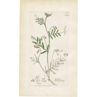 イギリス アンティーク ボタニカルアート/植物画 銅版画 ERVUM tetraspermum（カスマグサ）. plate.1017,1839年 0579