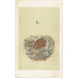 イギリス アンティークプリント バードエッグ（鳥の卵）GREENFINCH / アオカワラヒの卵と巣 0109