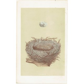 イギリス アンティークプリント バードエッグ（鳥の卵）HAWFINCH / シメの卵と巣 0110