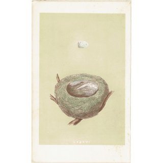 イギリス アンティークプリント バードエッグ（鳥の卵）GOLDFINCH / ゴシキヒワの卵と巣 0111