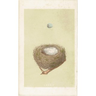 イギリス アンティークプリント バードエッグ（鳥の卵）REDPOLE / ベニヒワの卵と巣 0112