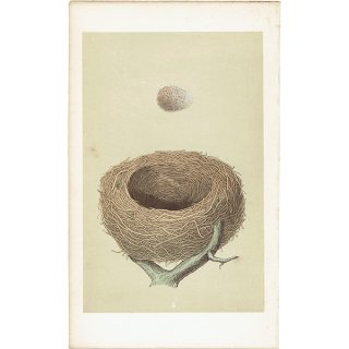 イギリス アンティークプリント バードエッグ（鳥の卵）MISSEL THRUSH / ワキアカツグミの卵と巣 0116