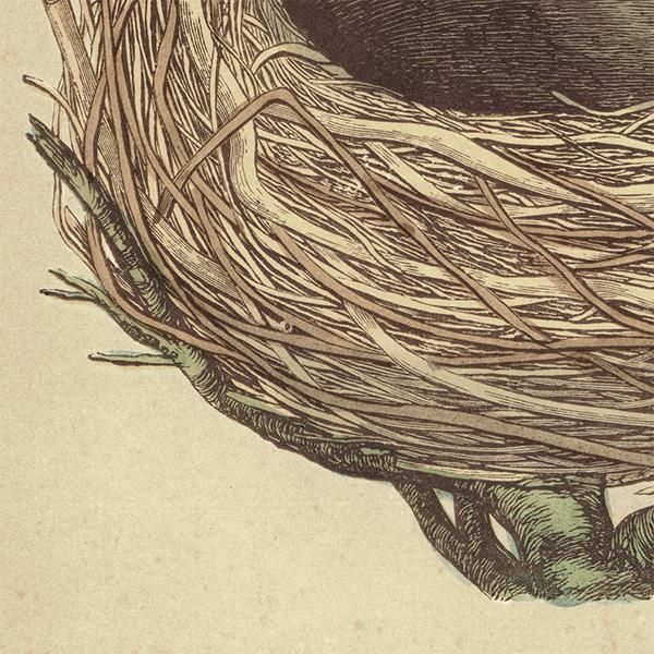 イギリス アンティークプリント バードエッグ（鳥の卵）THRUSH