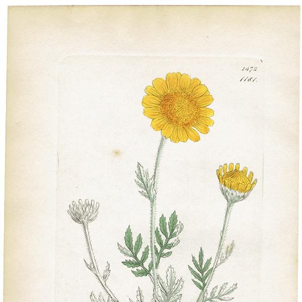 ꥹ ƥ ܥ˥륢/ʪ Ƽǲ ANTHEMIS tinctoriaʥߡ . plate.1181,1839ǯ 0556