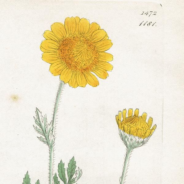 ꥹ ƥ ܥ˥륢/ʪ Ƽǲ ANTHEMIS tinctoriaʥߡ . plate.1181,1839ǯ 0556