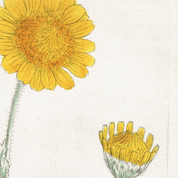 イギリス アンティーク ボタニカルアート/植物画 銅版画 ANTHEMIS tinctoria（カモミール ）. plate.1181