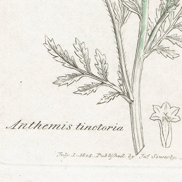 イギリス アンティーク ボタニカルアート/植物画 銅版画 ANTHEMIS tinctoria（カモミール ）. plate.1181,1839年  0556