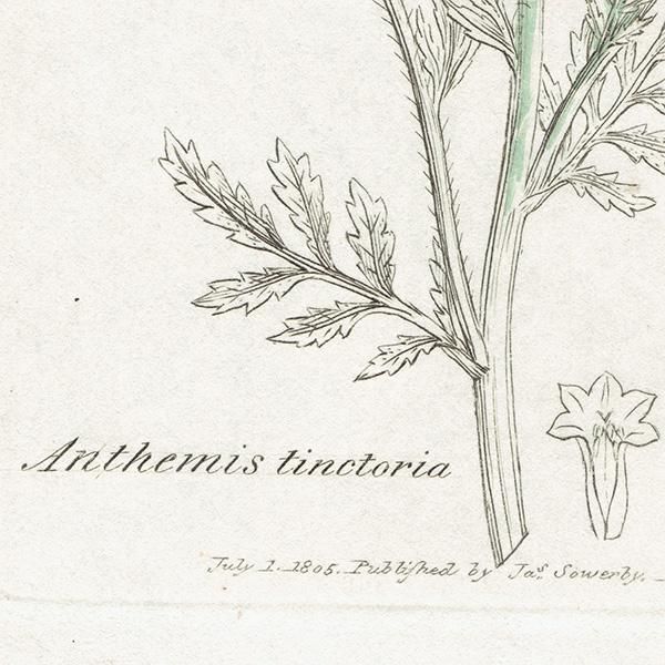 ꥹ ƥ ܥ˥륢/ʪ Ƽǲ ANTHEMIS tinctoriaʥߡ . plate.1181,1839ǯ 0556