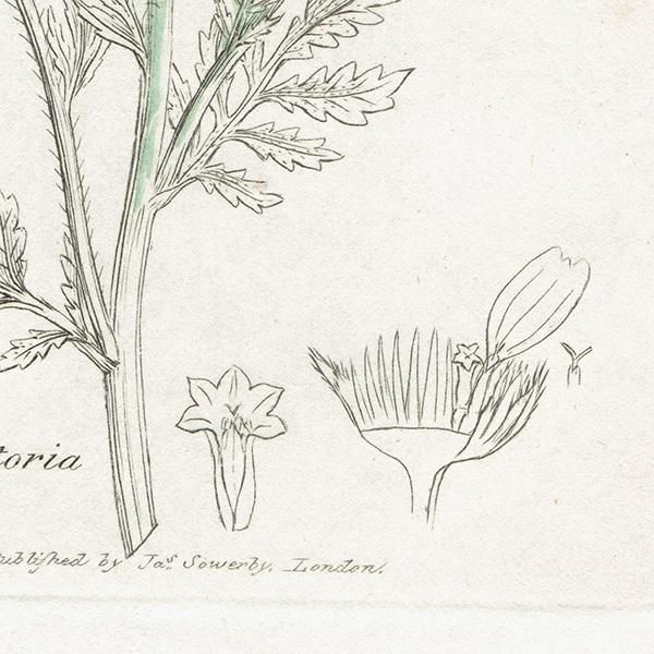 ꥹ ƥ ܥ˥륢/ʪ Ƽǲ ANTHEMIS tinctoriaʥߡ . plate.1181,1839ǯ 0556