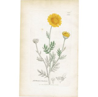 イギリス アンティーク ボタニカルアート/植物画 銅版画 ANTHEMIS tinctoria（カモミール ）. plate.1181,1839年 0556